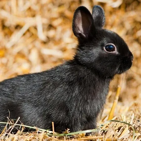 Loft Ginkgo Apartman *