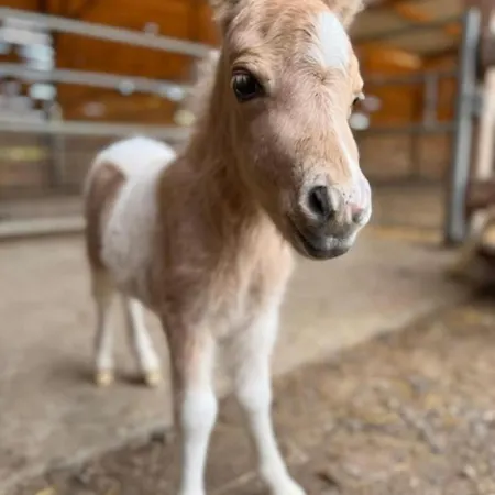 Loft Ginkgo Appartement *