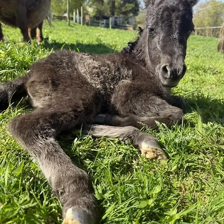 Appartement Loft Ginkgo *
