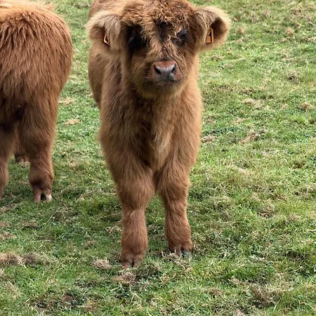 Apartman Loft Ginkgo *