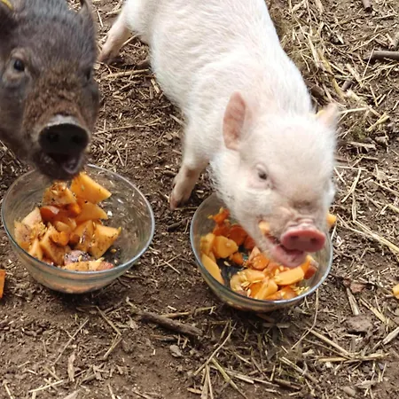 Loft Ginkgo Bernay-en-Ponthieu